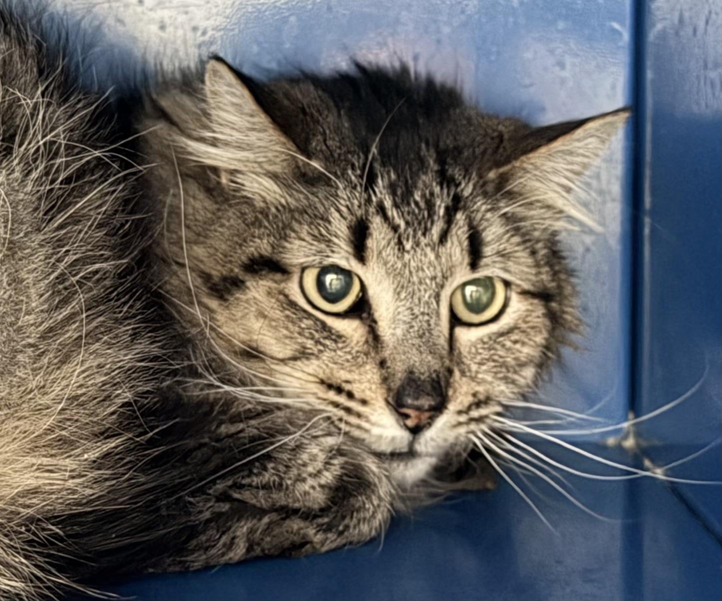 Norman — thumbnail 2