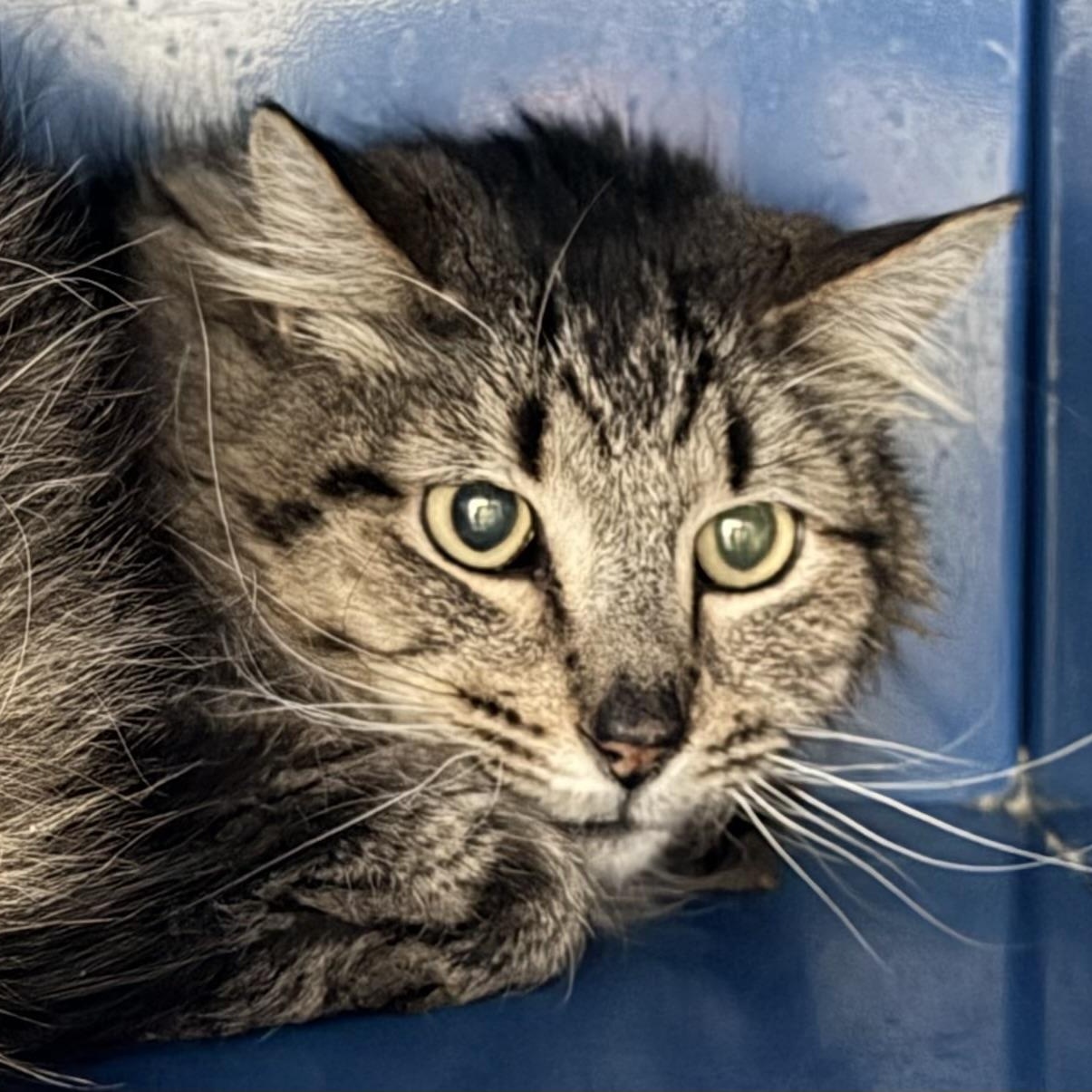 Enlarge Norman, a ADOPTABLE Domestic Medium Hair in Sault Sainte Marie, MI image 4/5