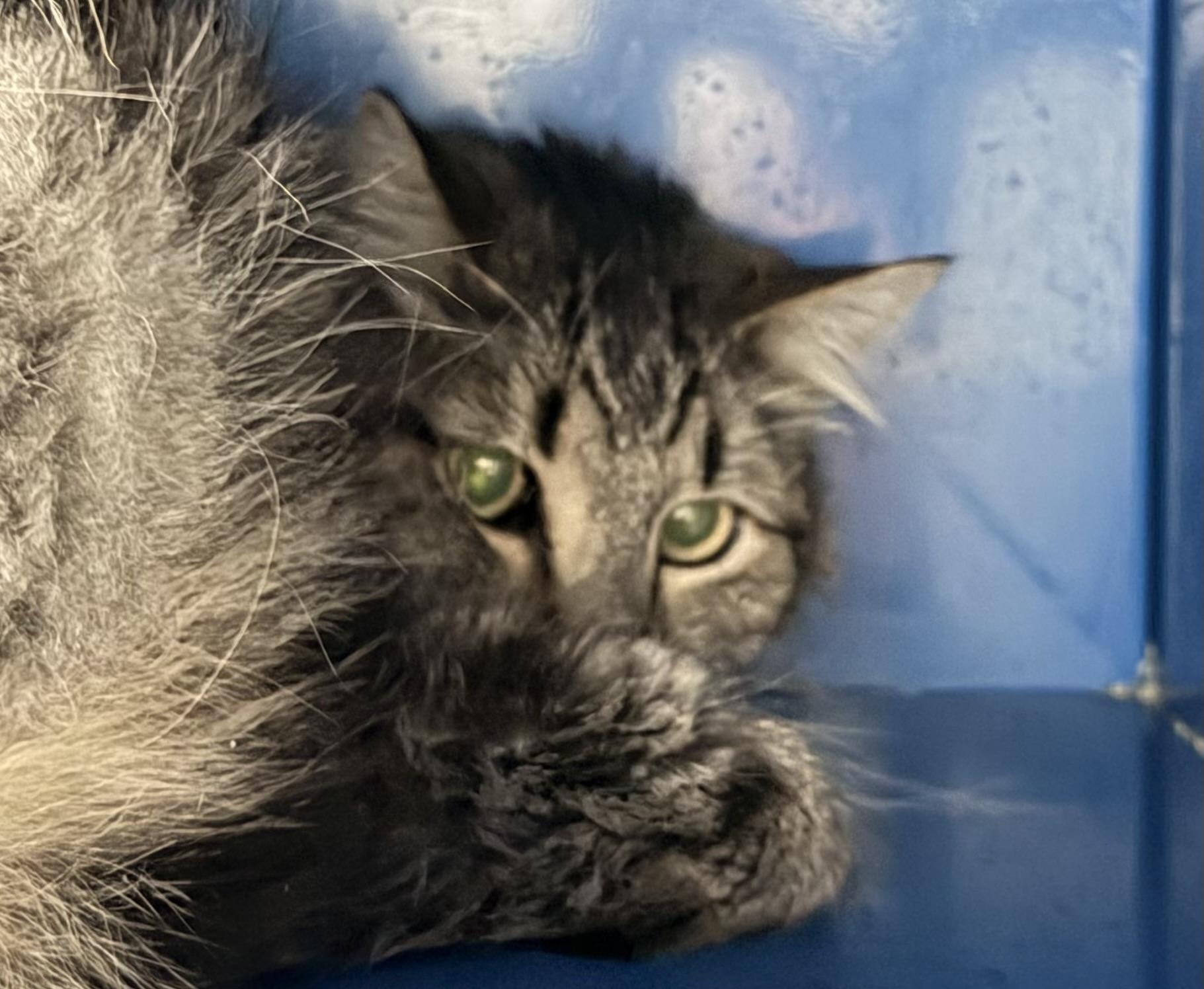 Enlarge Norman, a ADOPTABLE Domestic Medium Hair in Sault Sainte Marie, MI image 5/5