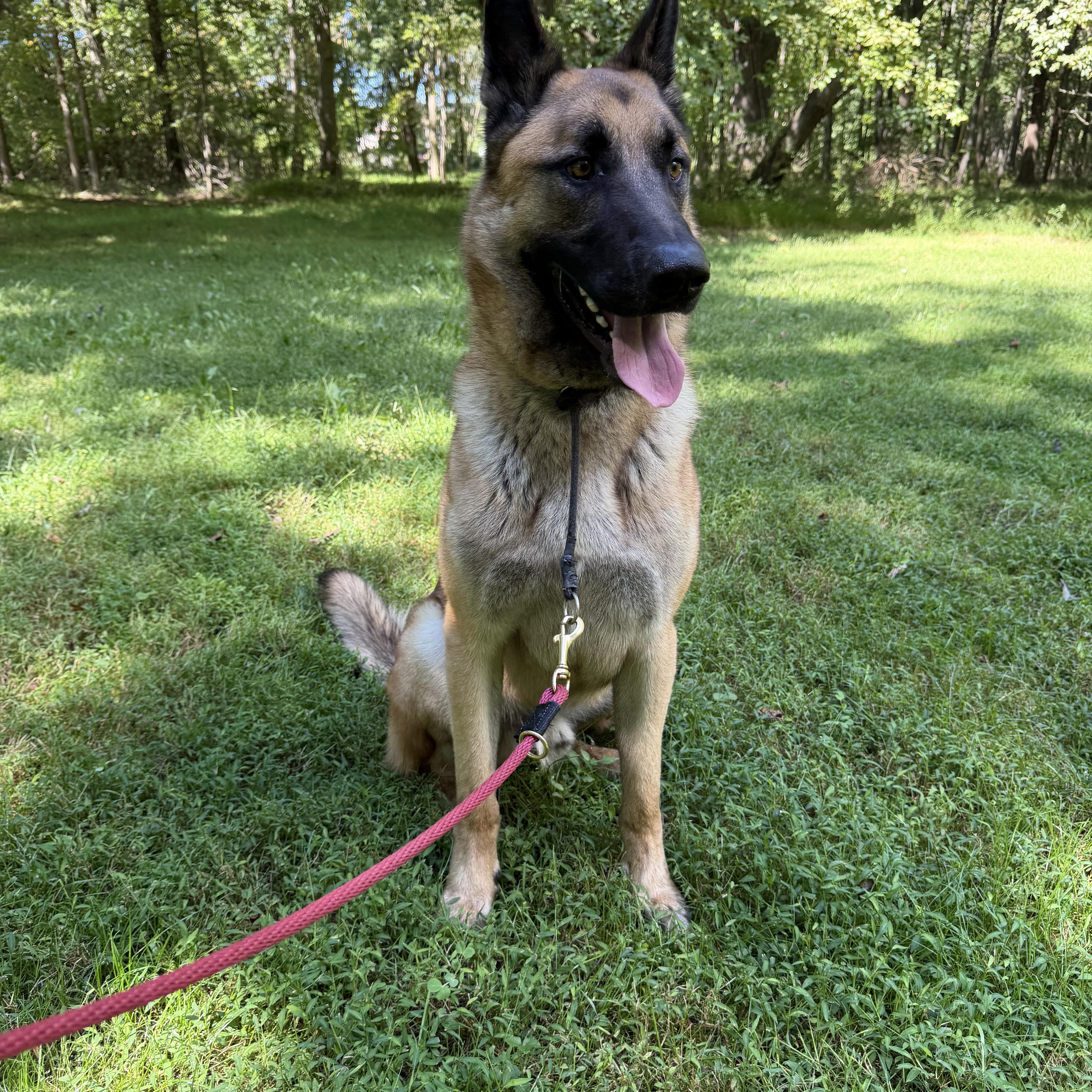 Max. COURTESY POST, Adoptable, Young Male Belgian Shepherd / Malinois.