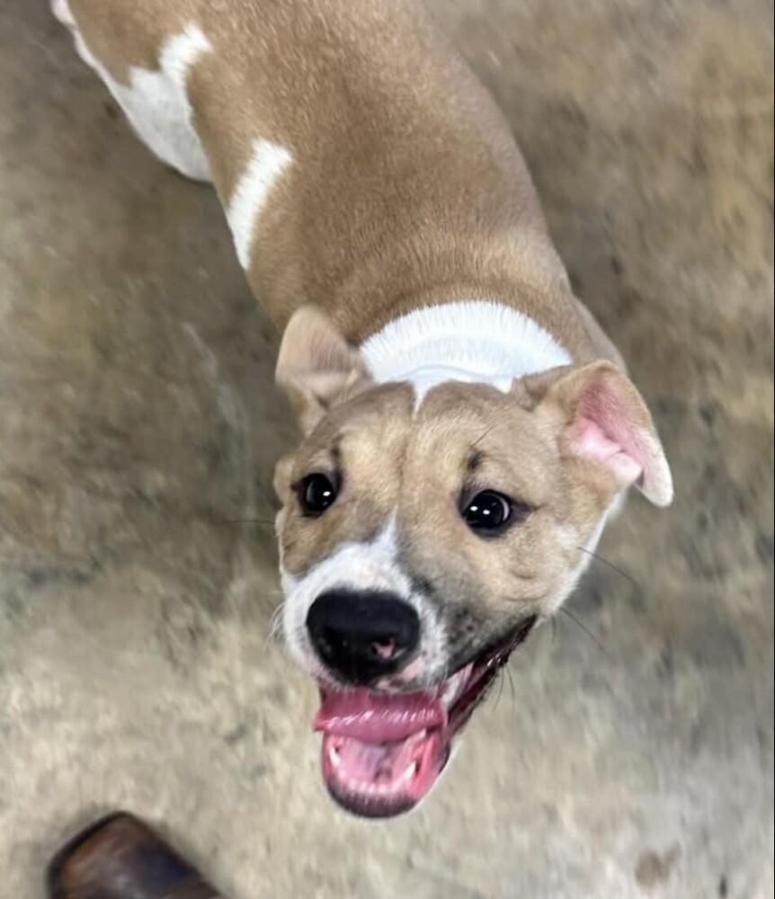 Pup Duke thumbnail 2