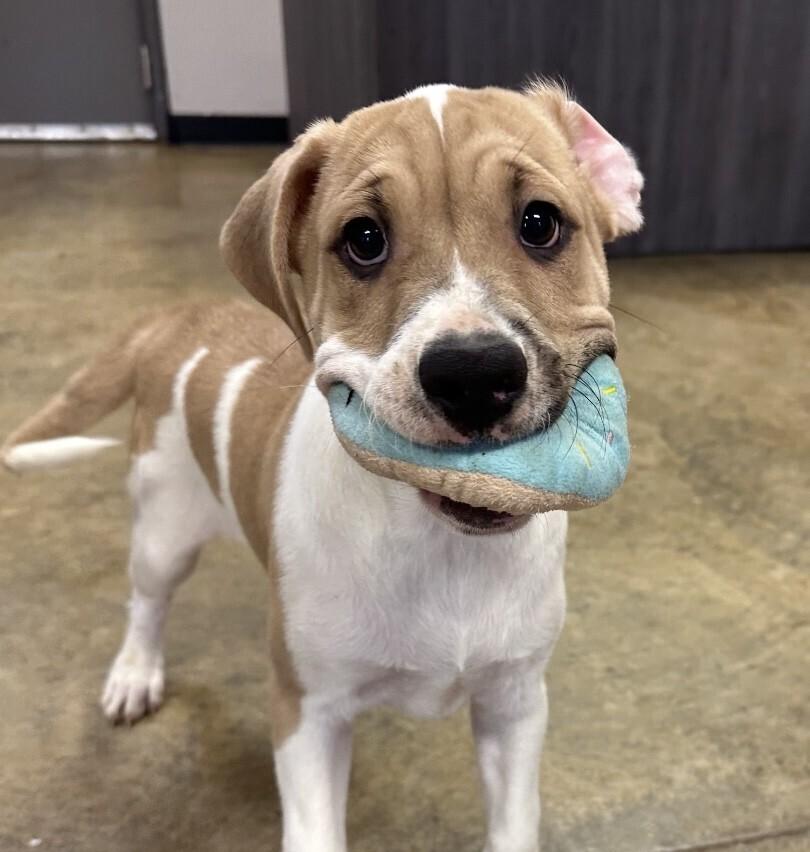 Pup Duke thumbnail 3