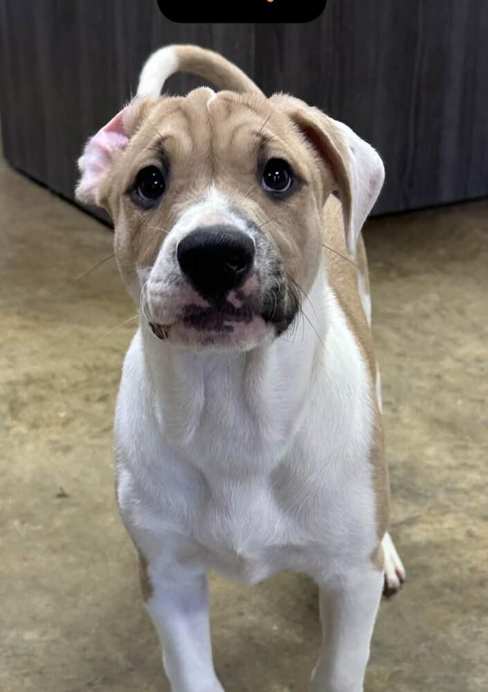 Pup Duke thumbnail 4