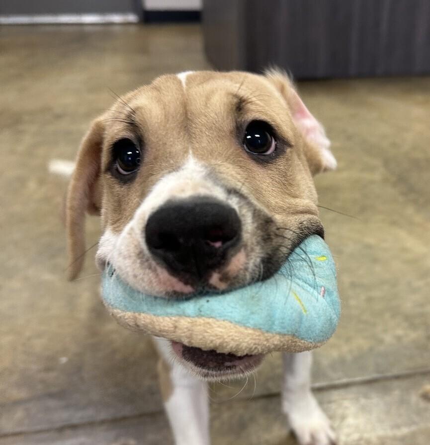 Pup Duke thumbnail 5