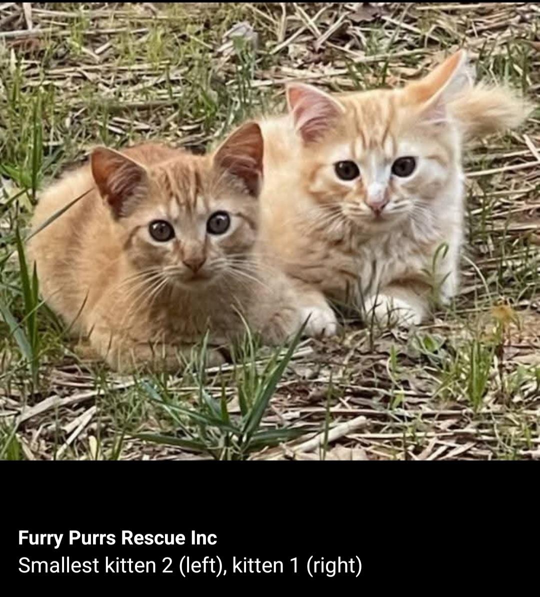 4 kittens