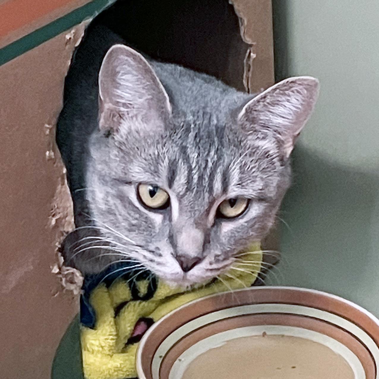 Enlarge Luna, a ADOPTABLE American Shorthair in Madison, WI image 1/1