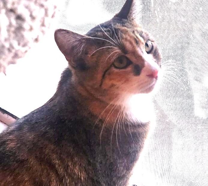 Cee Vee, Young Female Tabby