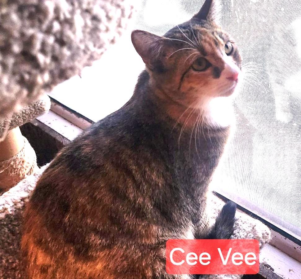 Cee Vee photo 2
