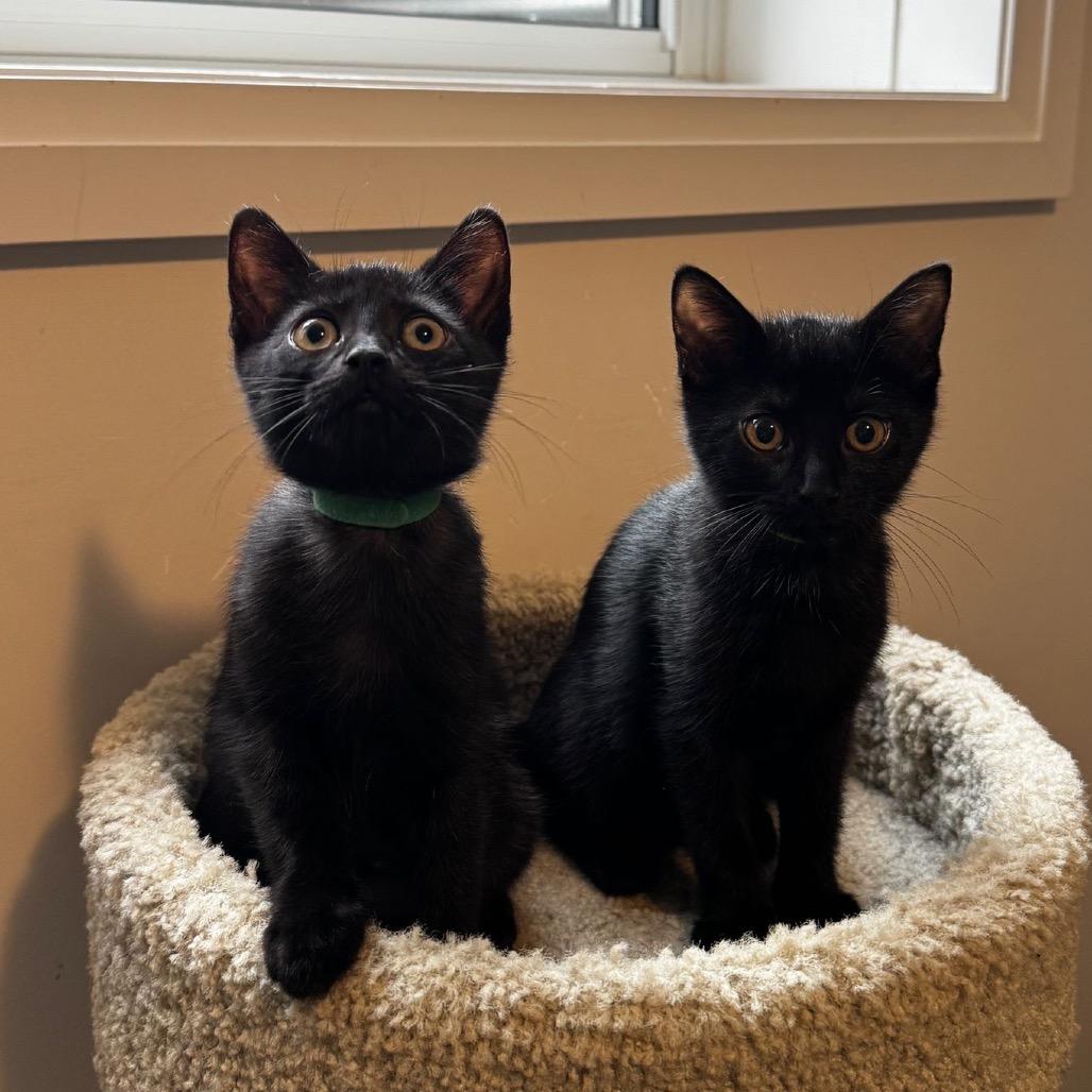 Zara (Yellow Collar), a Adoptable Domestic Short Hair in Puslinch, ON image 1/6