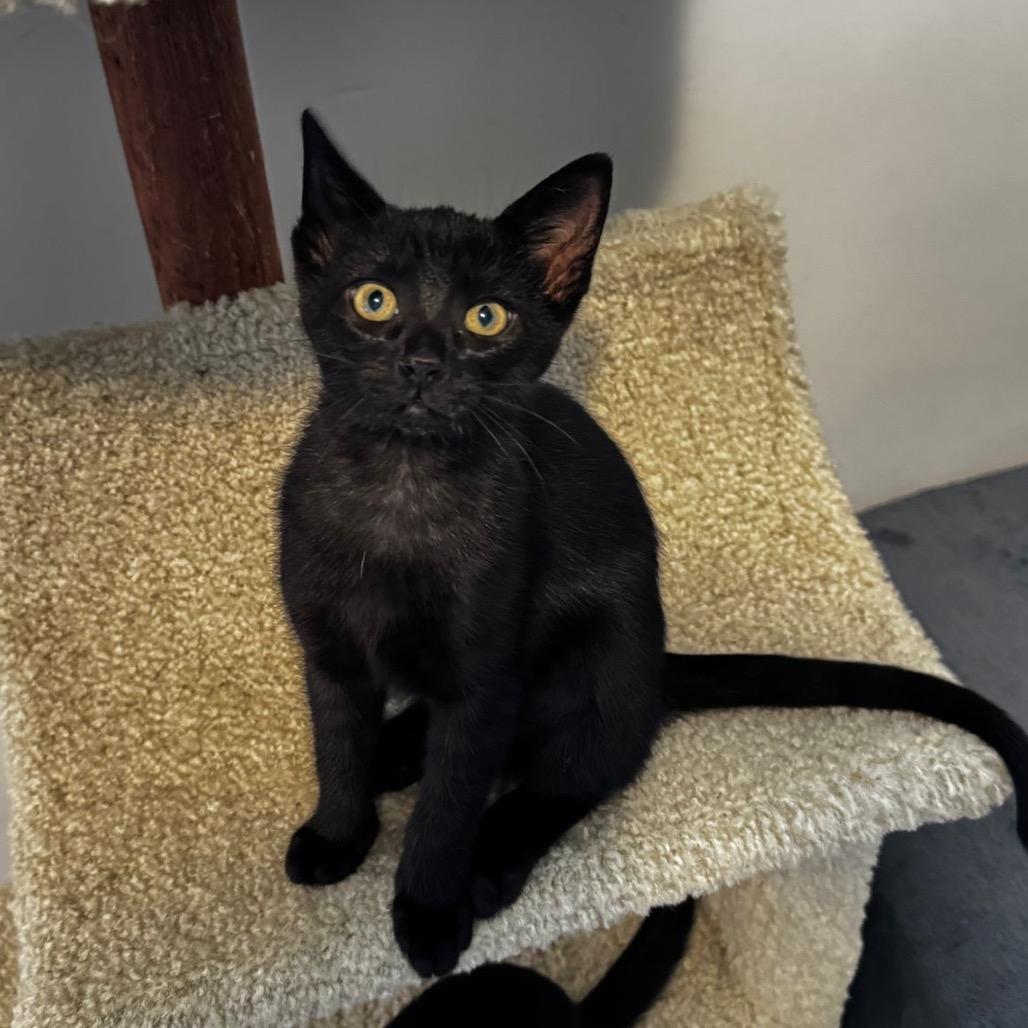 Zara (Yellow Collar), a Adoptable Domestic Short Hair in Puslinch, ON image 3/6