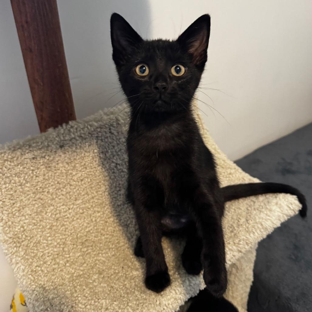 Zara (Yellow Collar), a Adoptable Domestic Short Hair in Puslinch, ON image 4/6