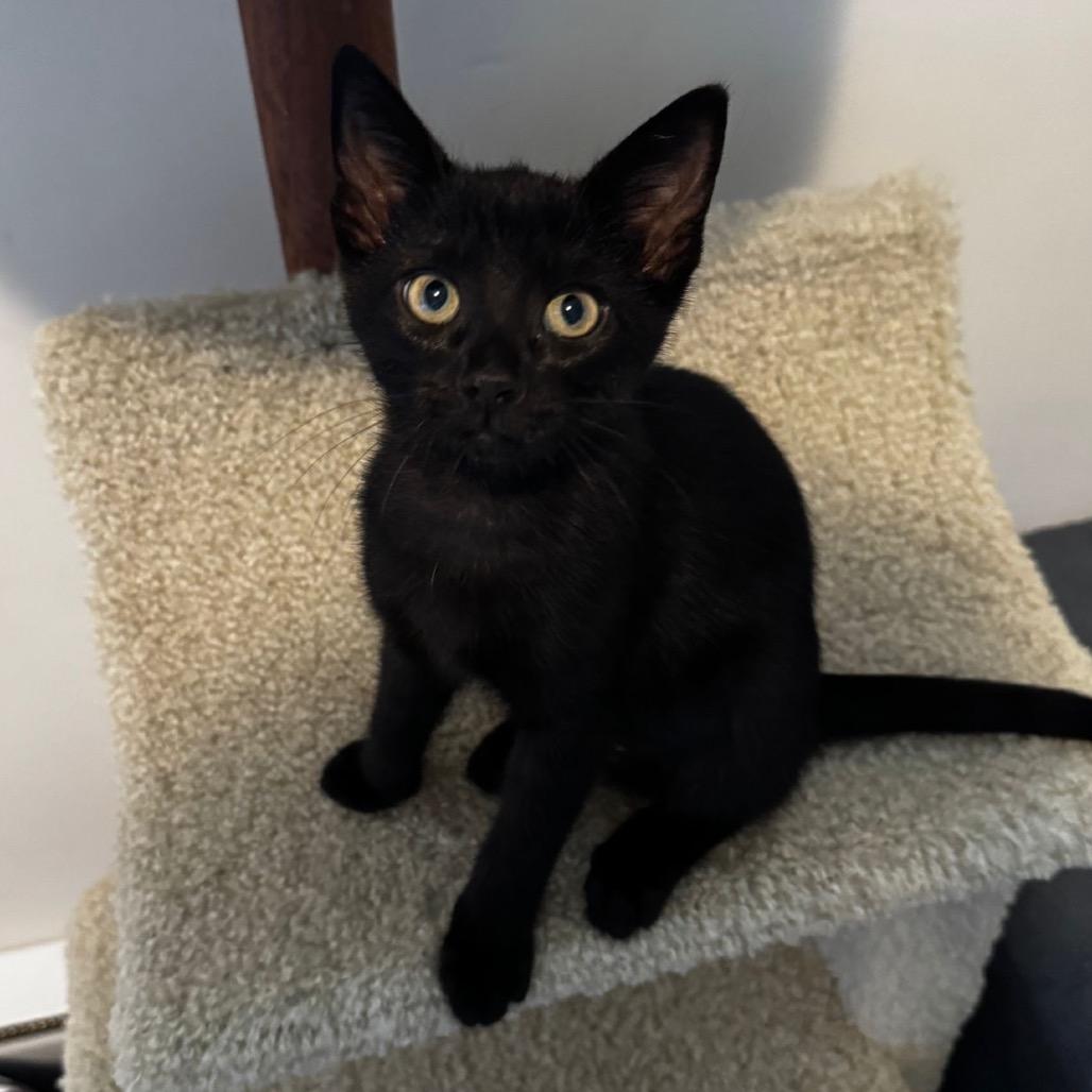 Zara (Yellow Collar), a Adoptable Domestic Short Hair in Puslinch, ON image 5/6