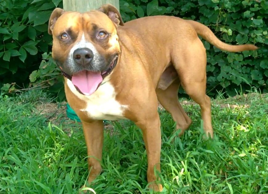 Enlarge Rowdy, a Adoptable mixed breed in Westminster, SC image 1/8