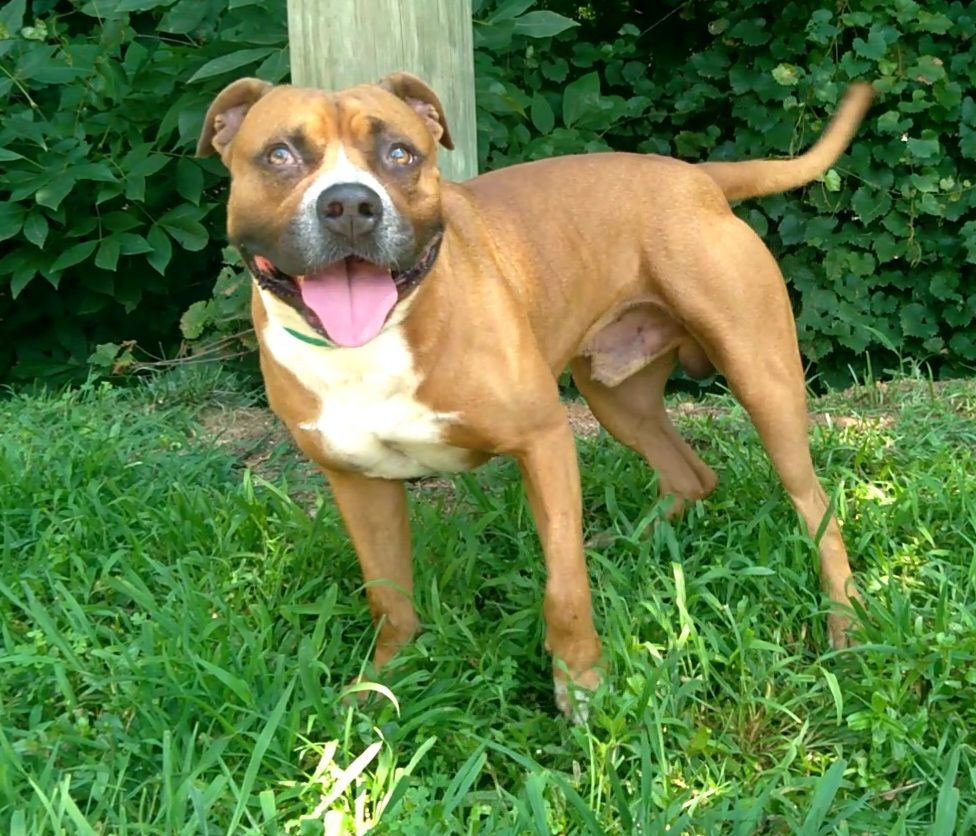 Enlarge Rowdy, a Adoptable mixed breed in Westminster, SC image 2/8