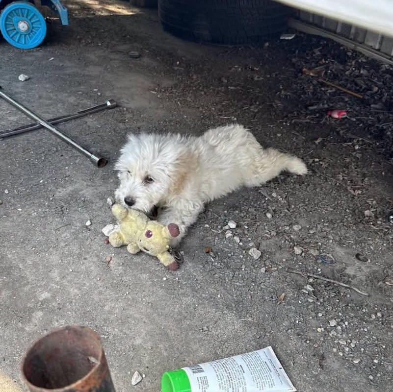 Enlarge Taylor, an adopted Shih poo in Plano, TX image 2/2