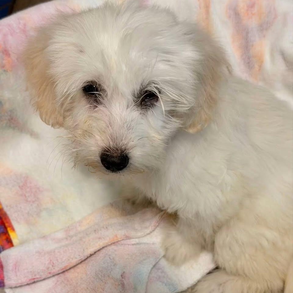 Taylor, adopted, Puppy Female Shih poo.
