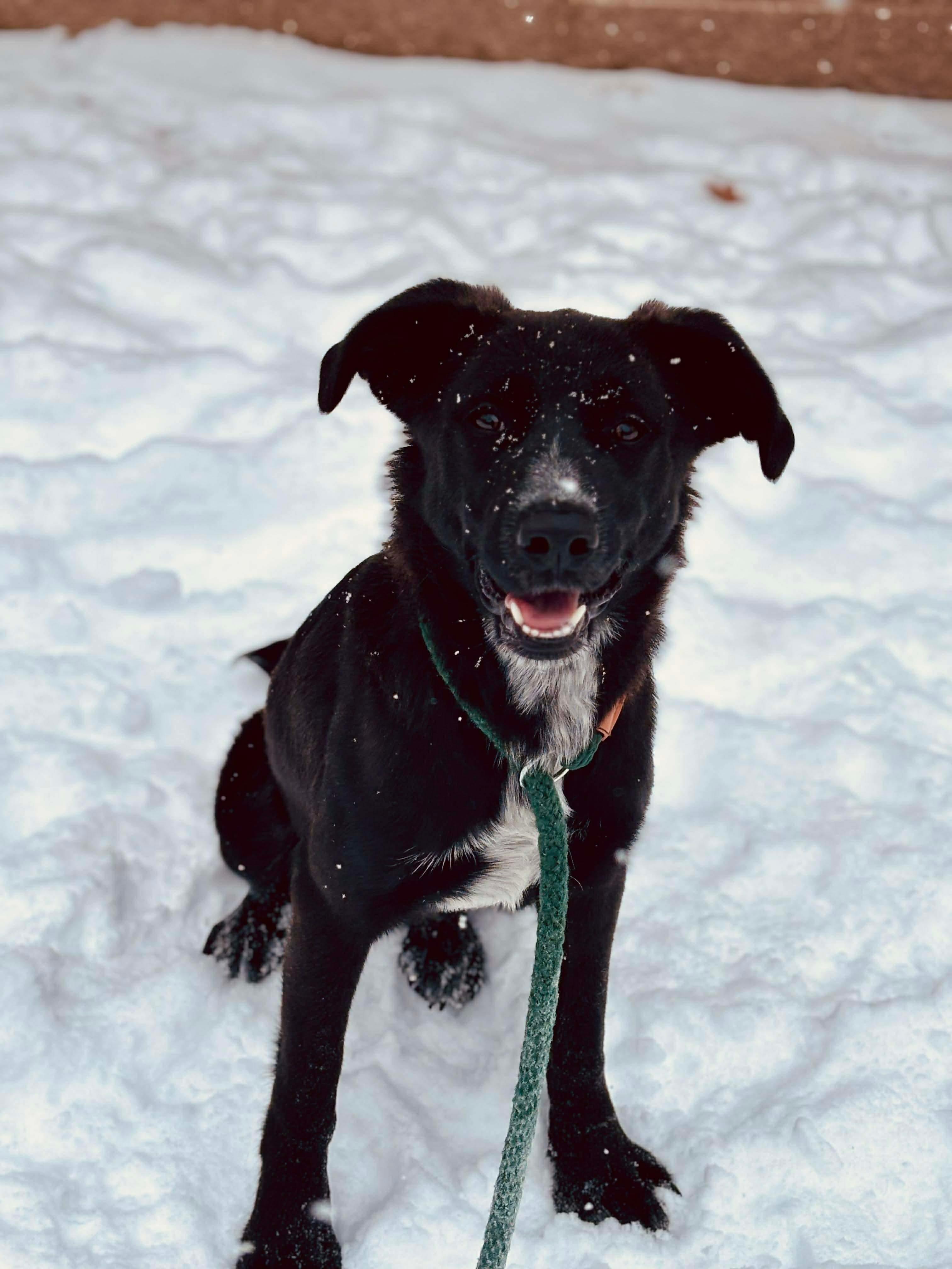 Winnie, adopted, Young Female Spaniel.