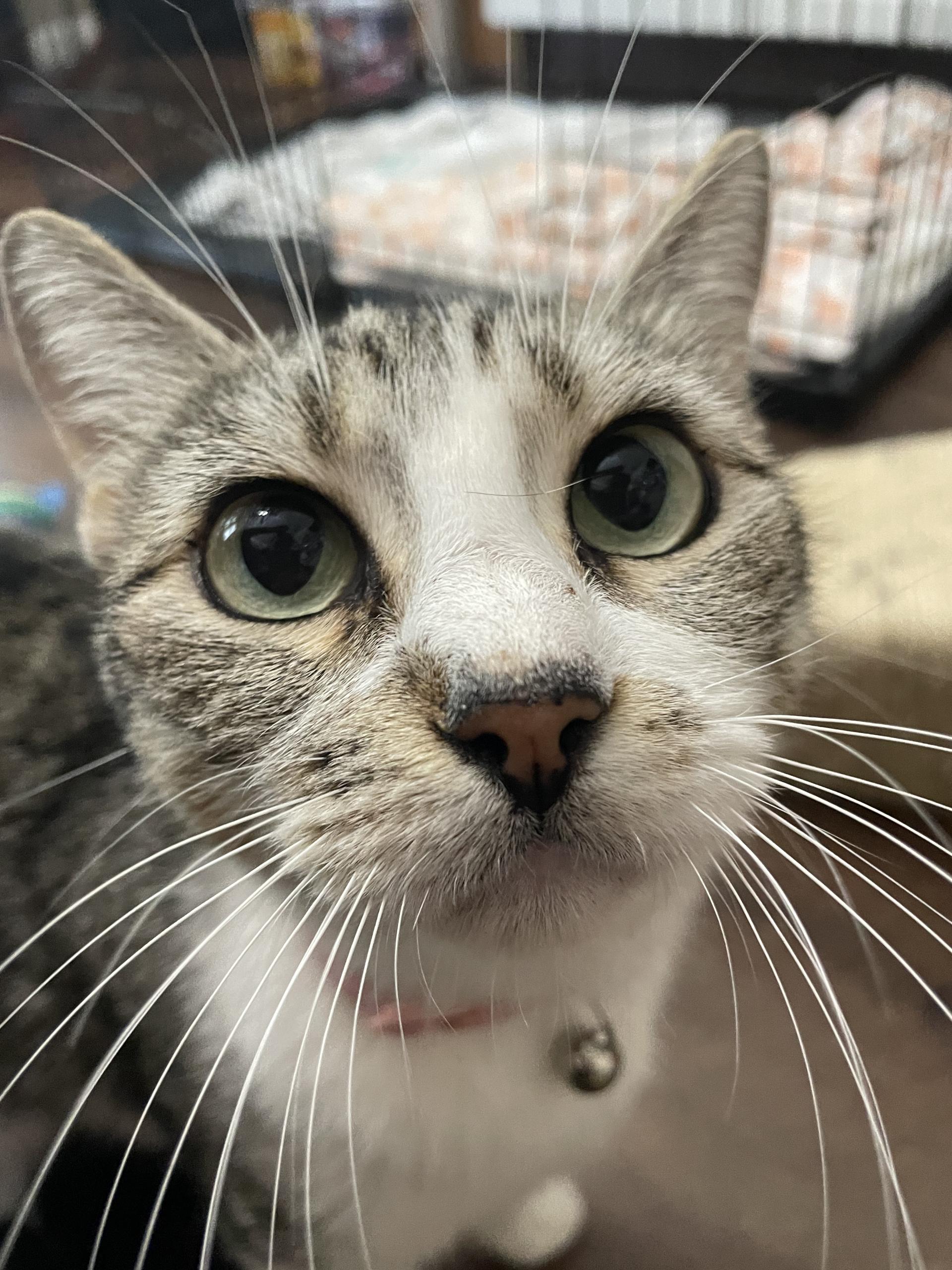 Enlarge Mama Sanity, a ADOPTABLE Domestic Short Hair in Bryan, TX image 2/5