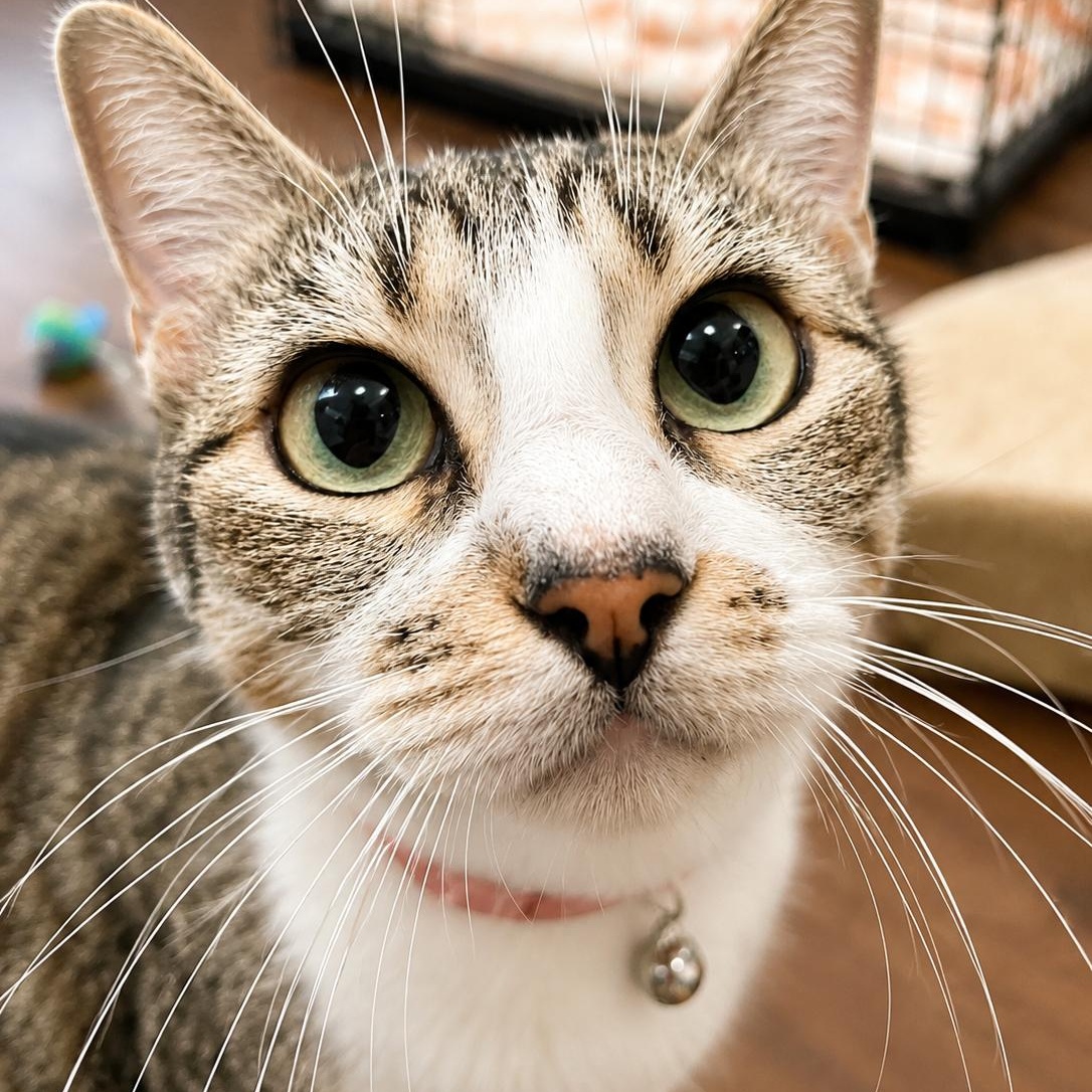 Mama Sanity, ADOPTABLE, Adult Female Domestic Short Hair.