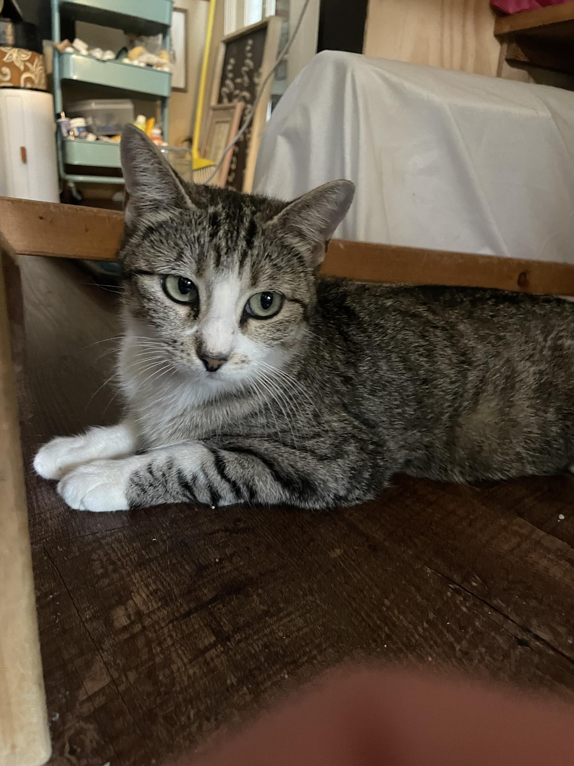 Enlarge Mama Sanity, a ADOPTABLE Domestic Short Hair in Bryan, TX image 5/5