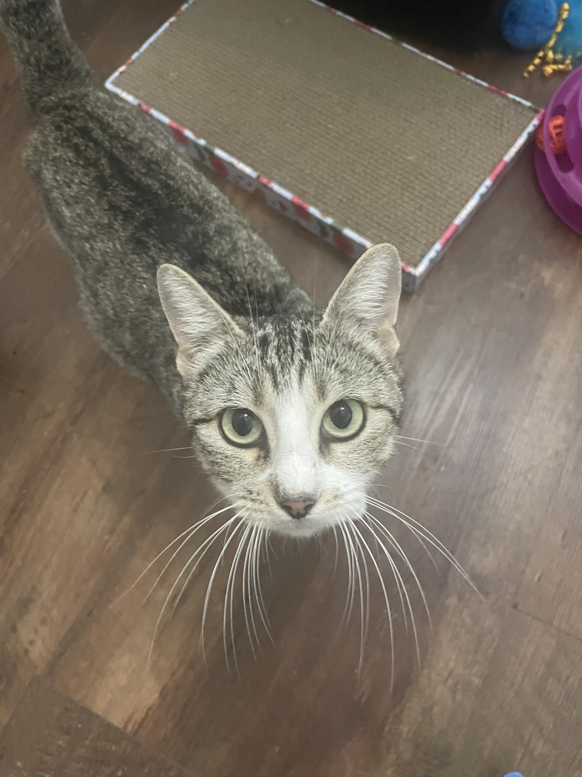 Enlarge Mama Sanity, a ADOPTABLE Domestic Short Hair in Bryan, TX image 4/5