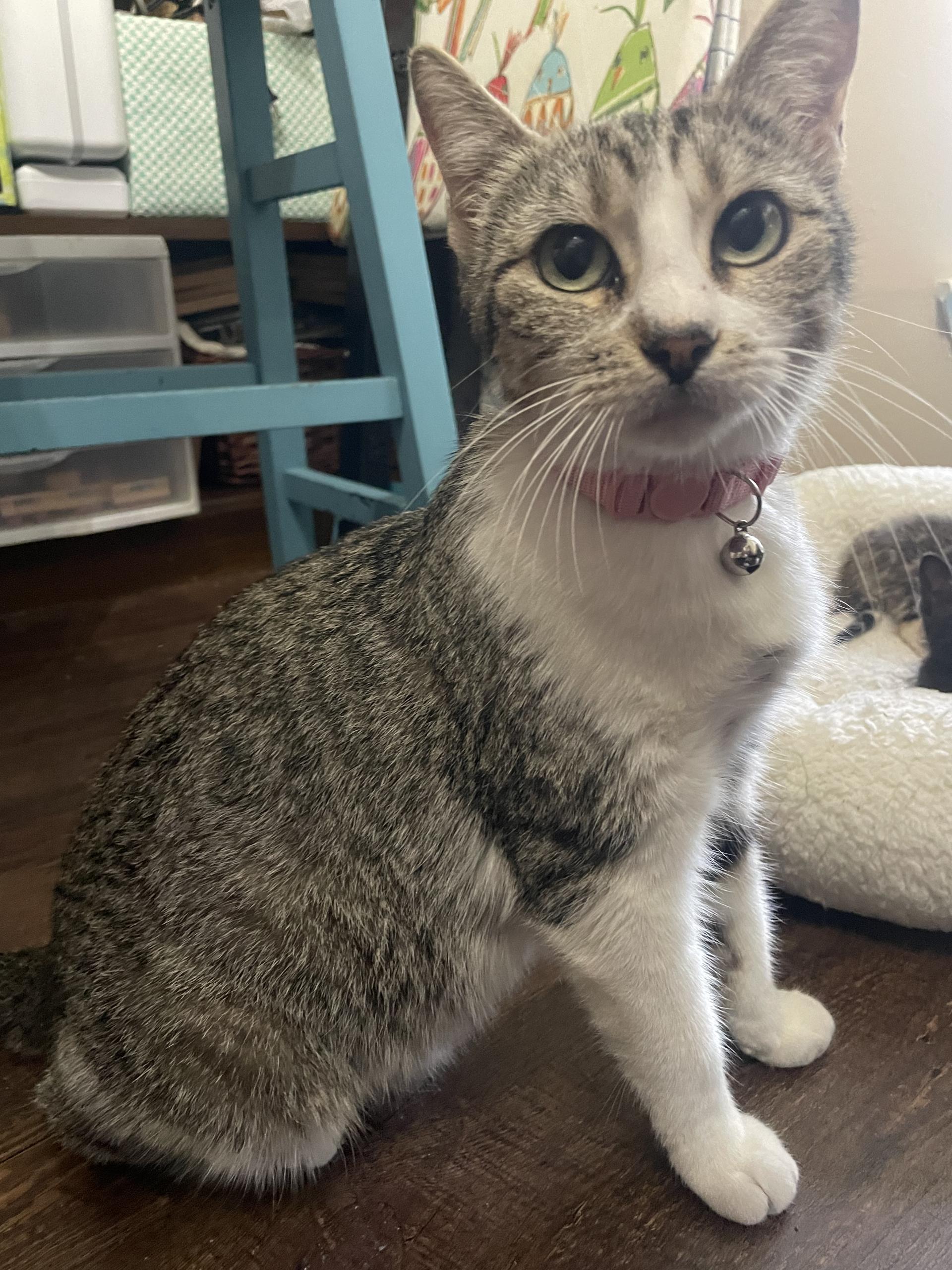 Mama Sanity, ADOPTABLE, Adult Female Domestic Short Hair.