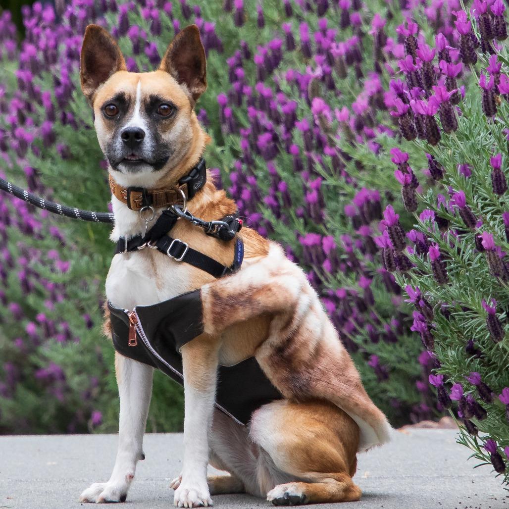 Jake [From State Farm], Adoptable, Adult Male Mixed Breed.