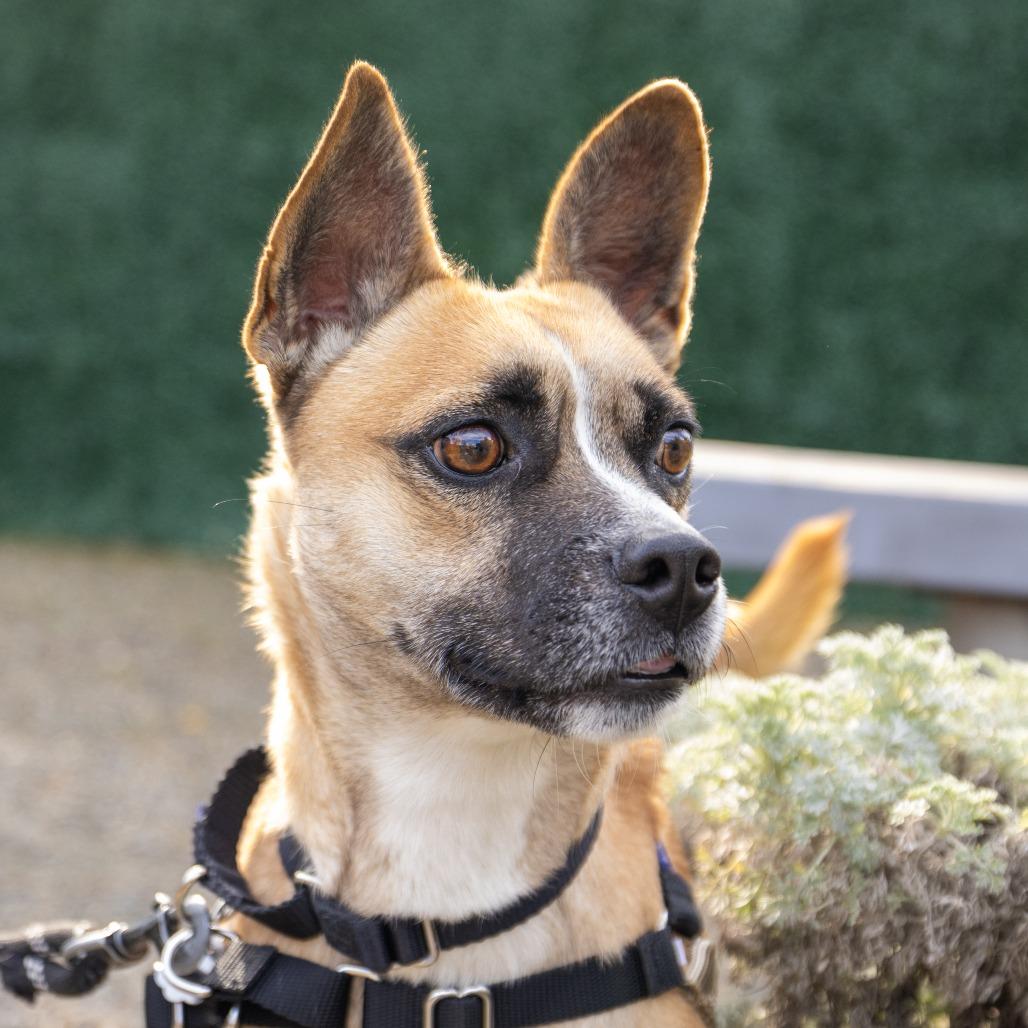 Enlarge Jake [From State Farm], a Adoptable mixed breed in Sonoma, CA image 2/4