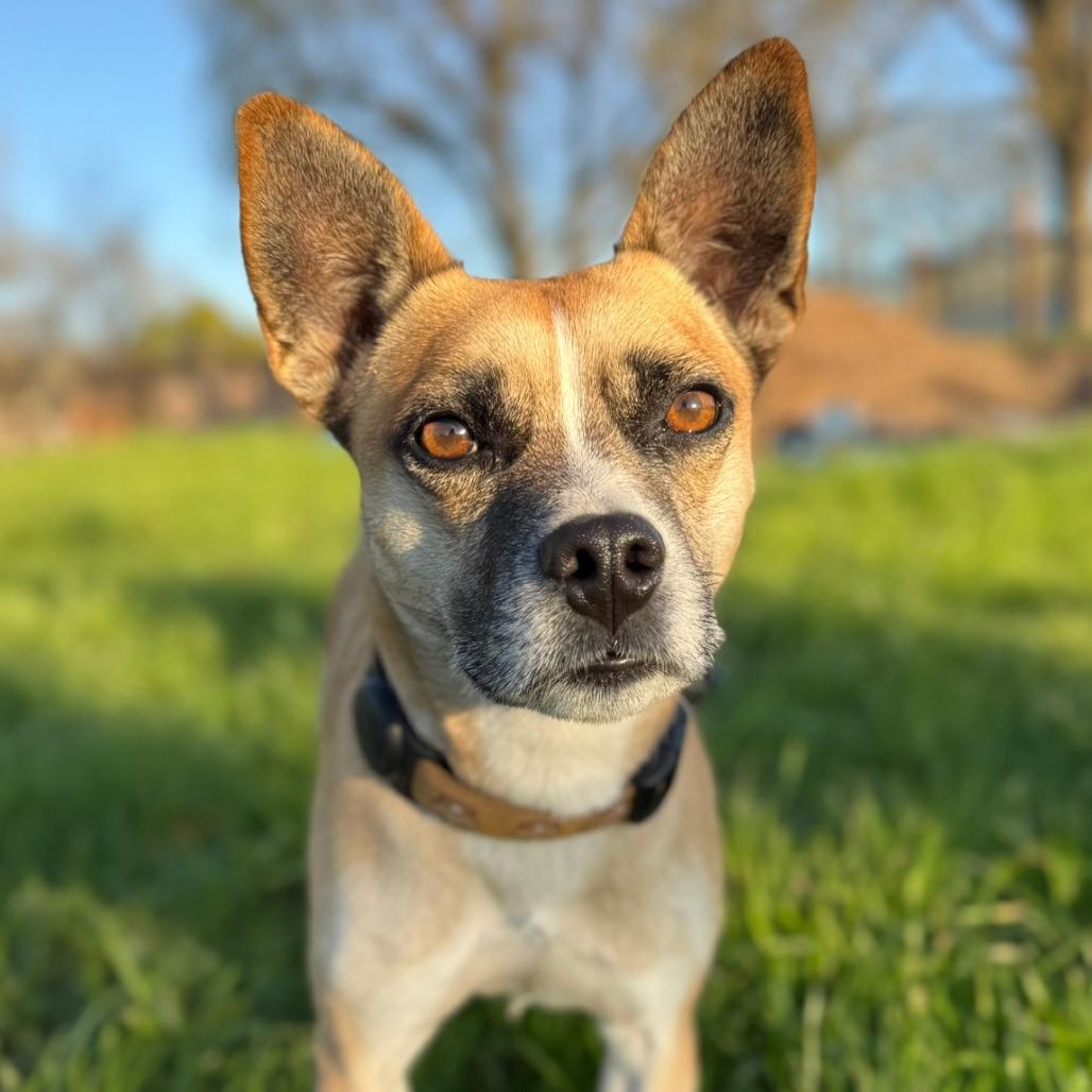 Enlarge Louis, a Adoptable mixed breed in Sonoma, CA image 4/6
