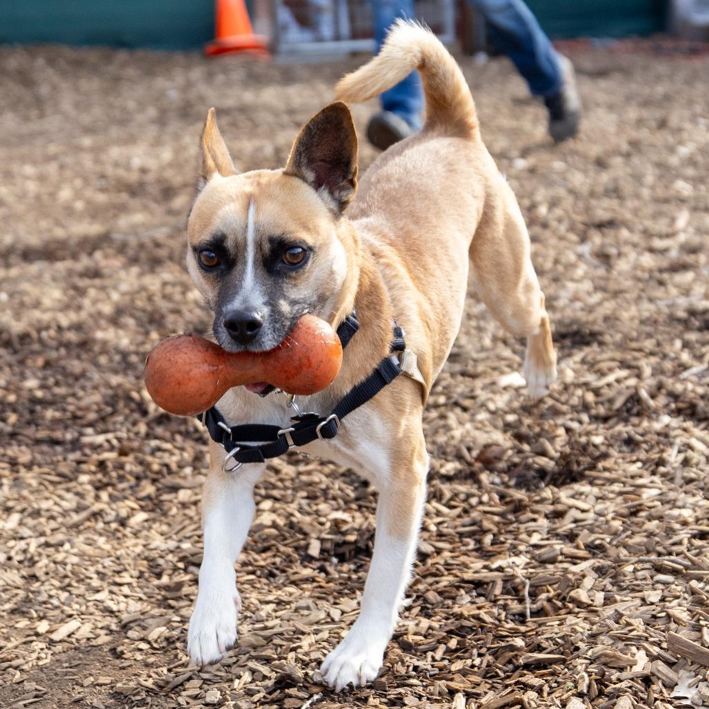 Enlarge Jake [From State Farm], a Adoptable mixed breed in Sonoma, CA image 3/4