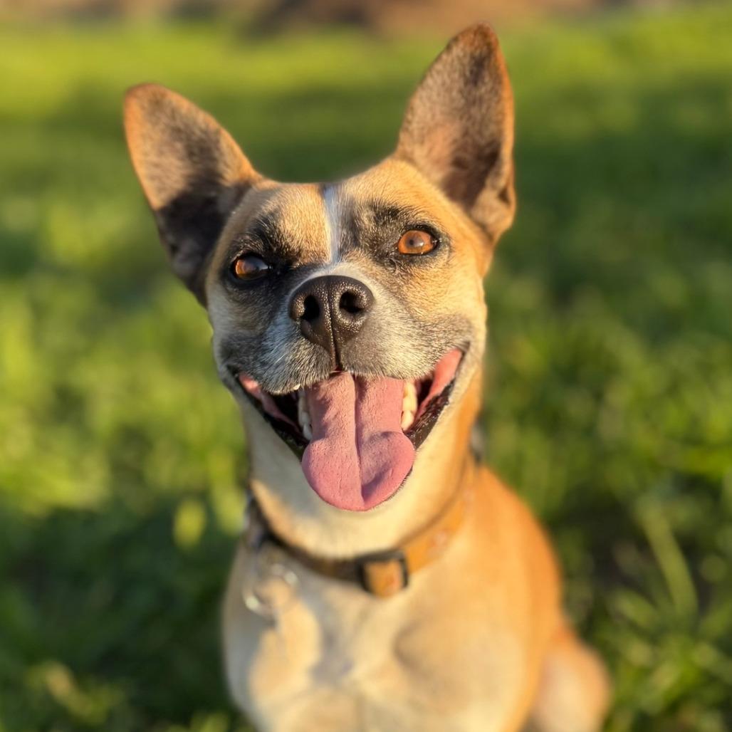 Louis (In Foster), a Adoptable mixed breed in Sonoma, CA image 4/6