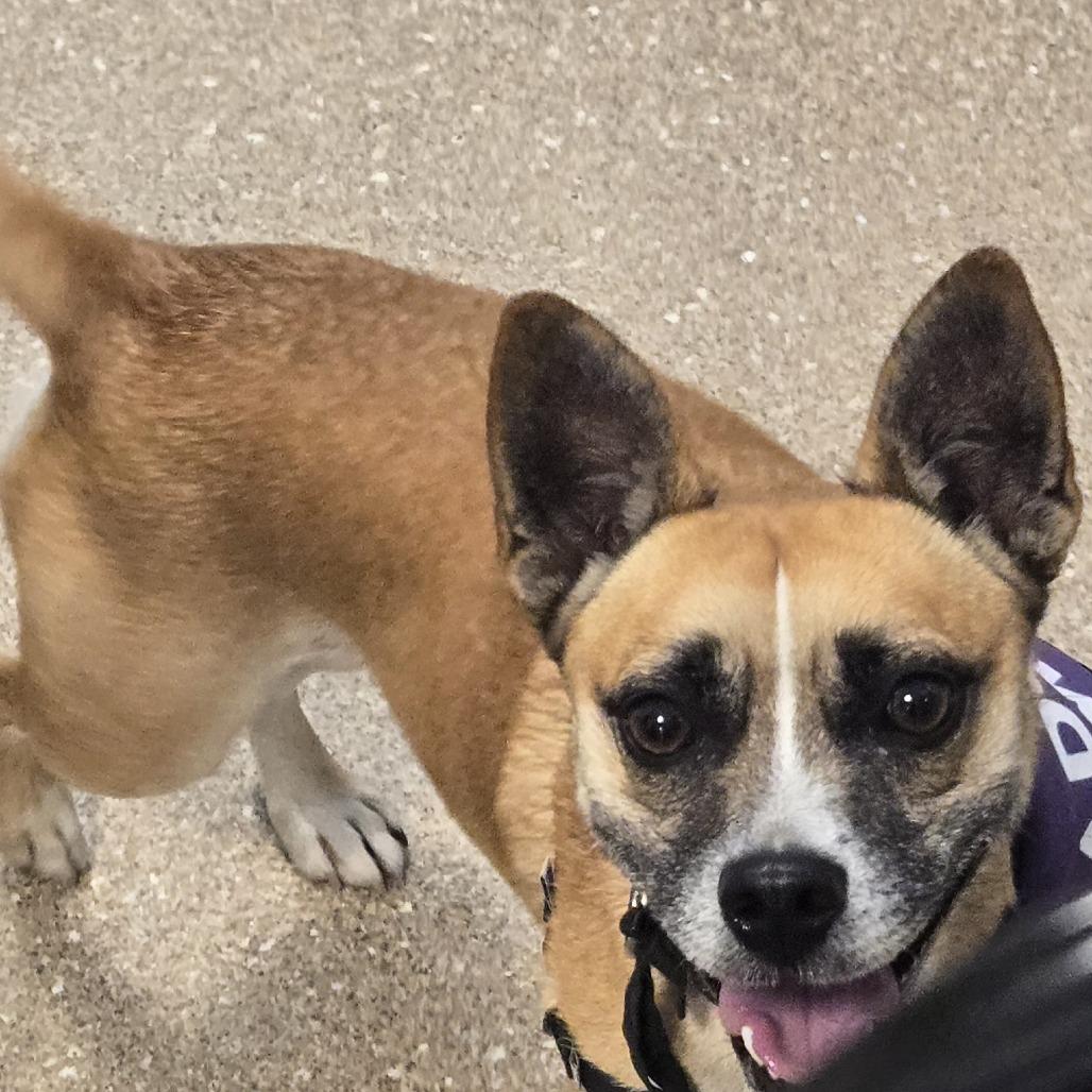 Louis (In Foster), a Adoptable mixed breed in Sonoma, CA image 5/6