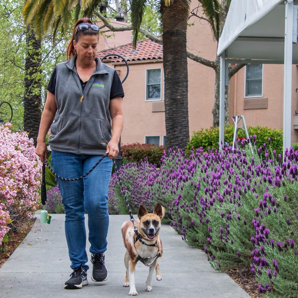 Enlarge Jake [From State Farm], a Adoptable mixed breed in Sonoma, CA image 4/4