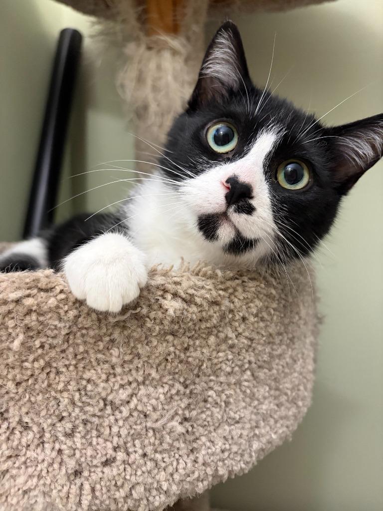 Enlarge Blackberry, a Adoptable Domestic Short Hair in Arthur, ON image 1/6