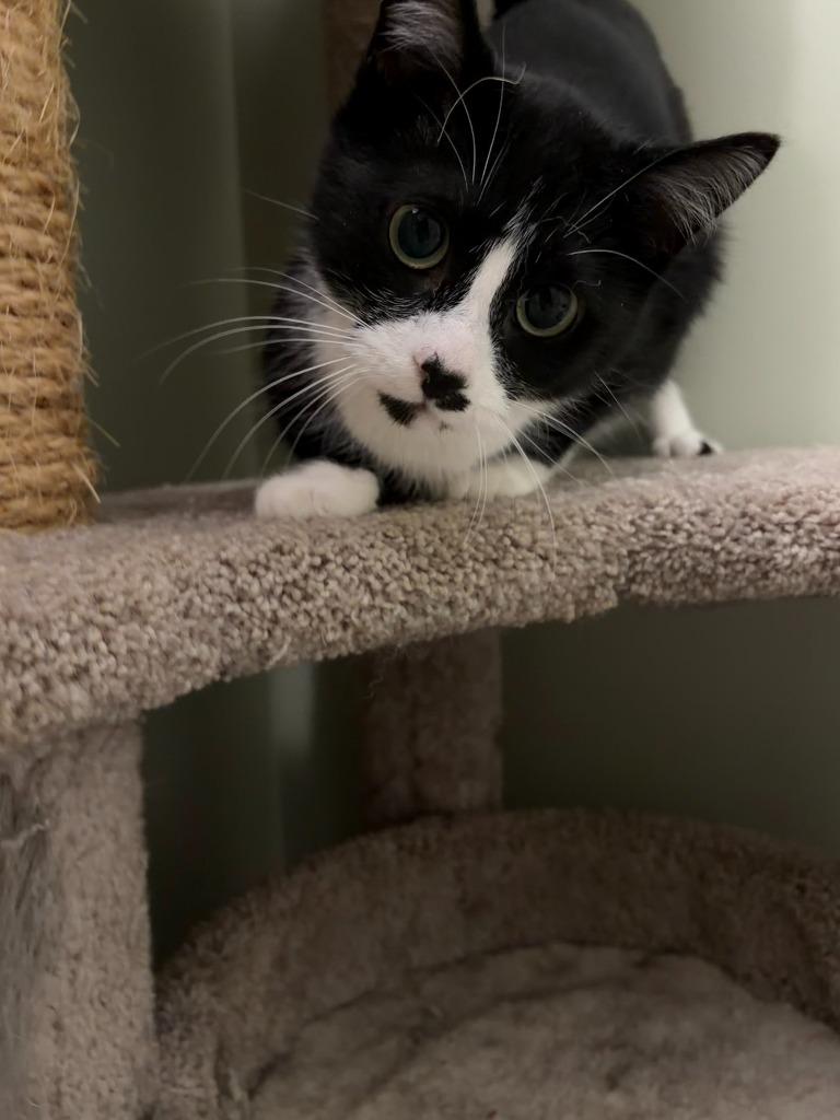 Enlarge Blackberry, a Adoptable Domestic Short Hair in Arthur, ON image 2/6