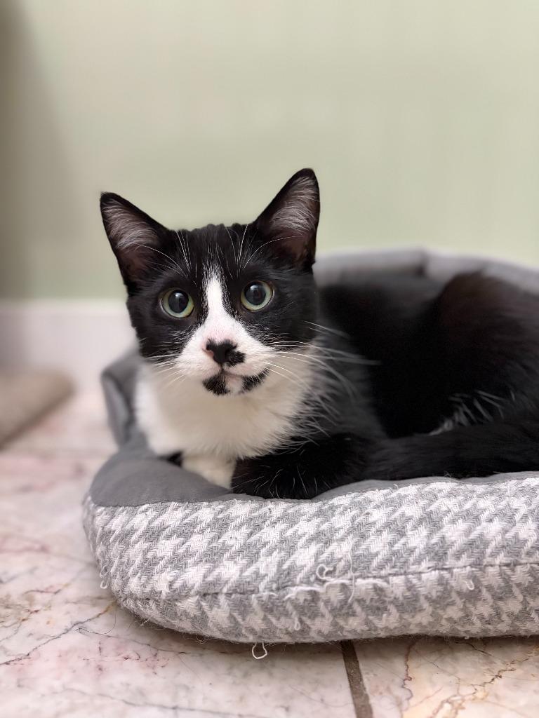 Enlarge Blackberry, a Adoptable Domestic Short Hair in Arthur, ON image 4/6