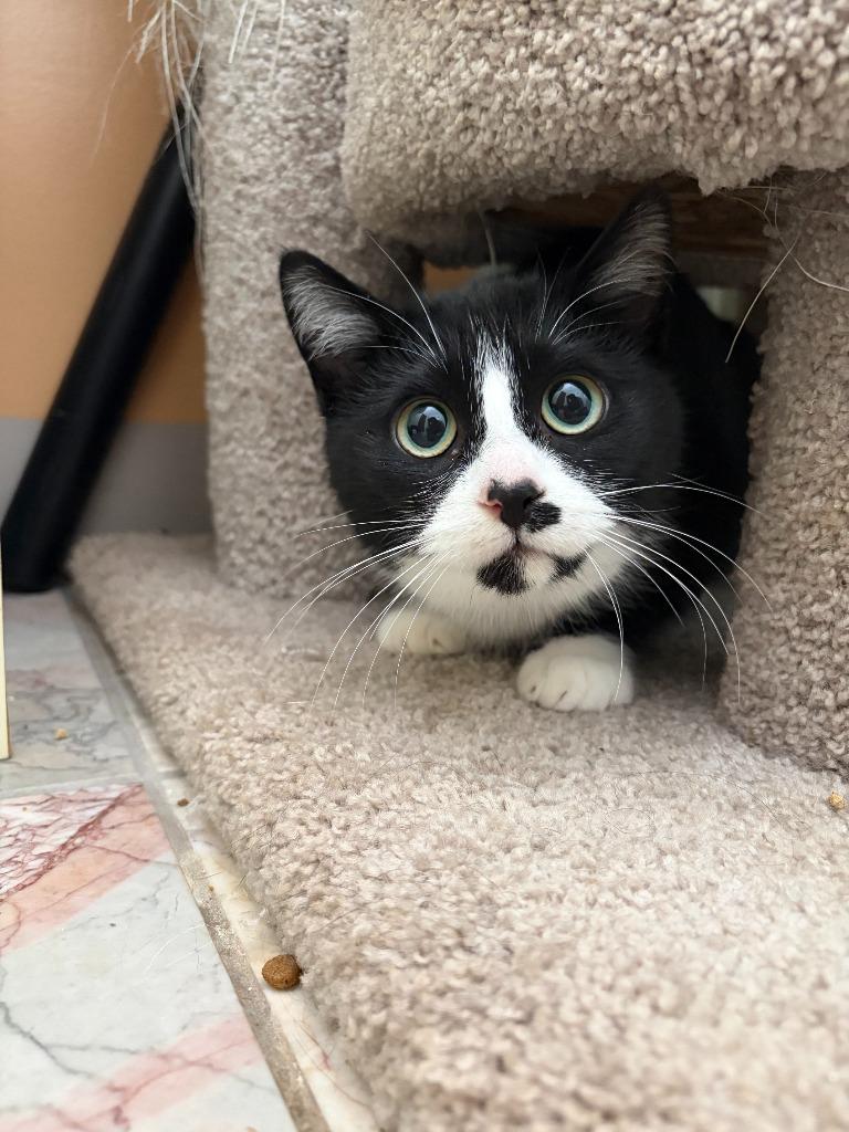 Enlarge Blackberry, a Adoptable Domestic Short Hair in Arthur, ON image 5/6