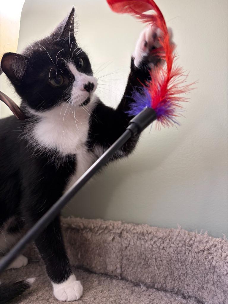 Enlarge Blackberry, a Adoptable Domestic Short Hair in Arthur, ON image 6/6