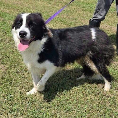 Enlarge O'Reiley, a Adoptable mixed breed in Jackson, LA image 1/1