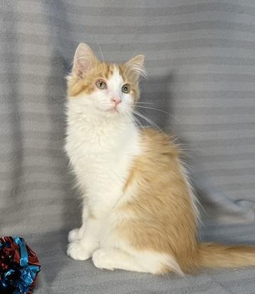 Sparky, adopted, Young Male Domestic Long Hair.