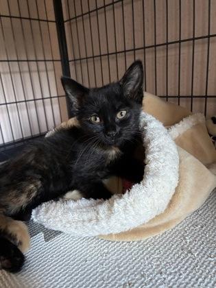 26-357 Karen, Adoptable, Adult Female Domestic Short Hair & Domestic Short Hair.