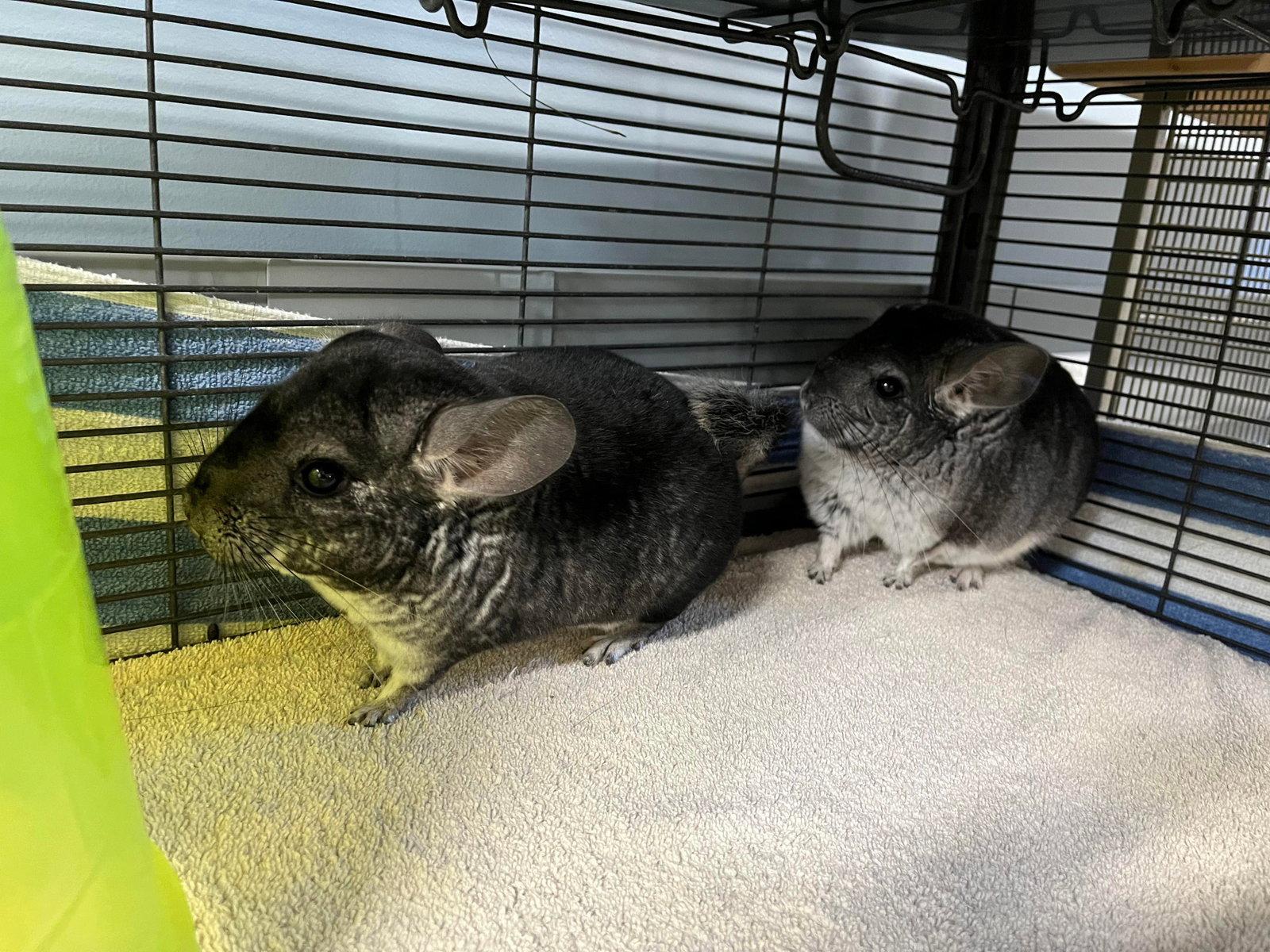 Nacho, Adopted, Young Female Chinchilla.