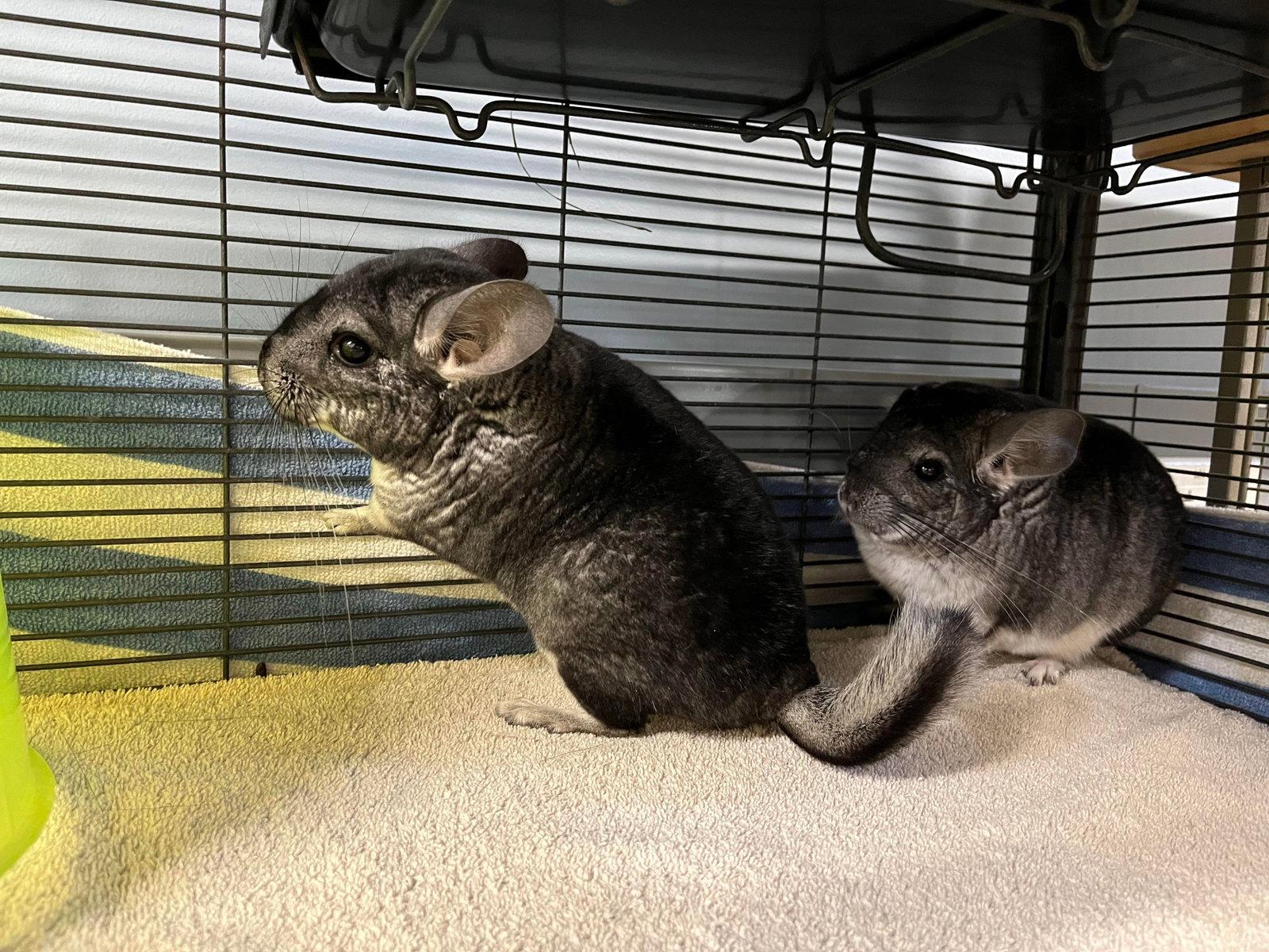 Nacho, a Adopted Chinchilla in Sunnyvale, CA image 2/3