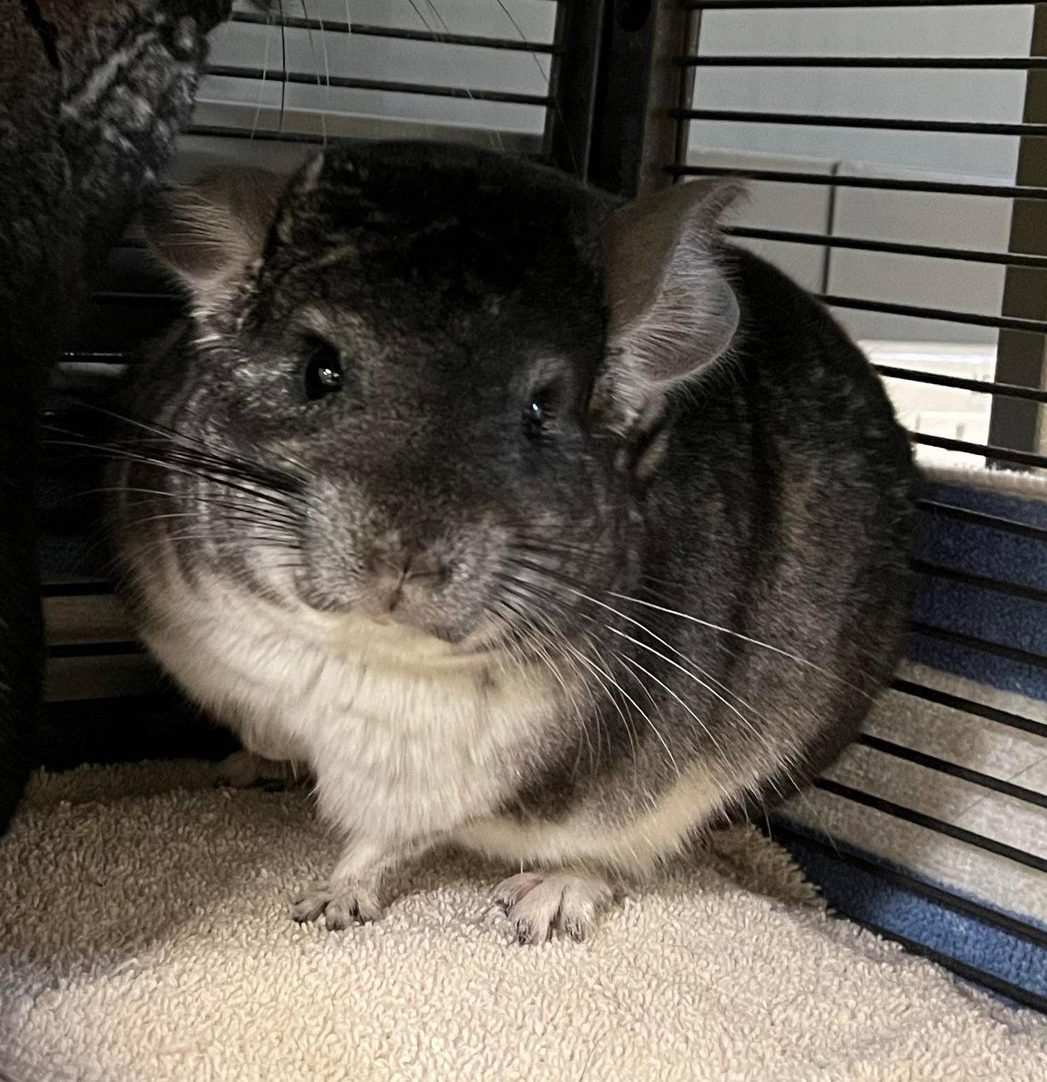 Nacho, a Adopted Chinchilla in Sunnyvale, CA image 3/3