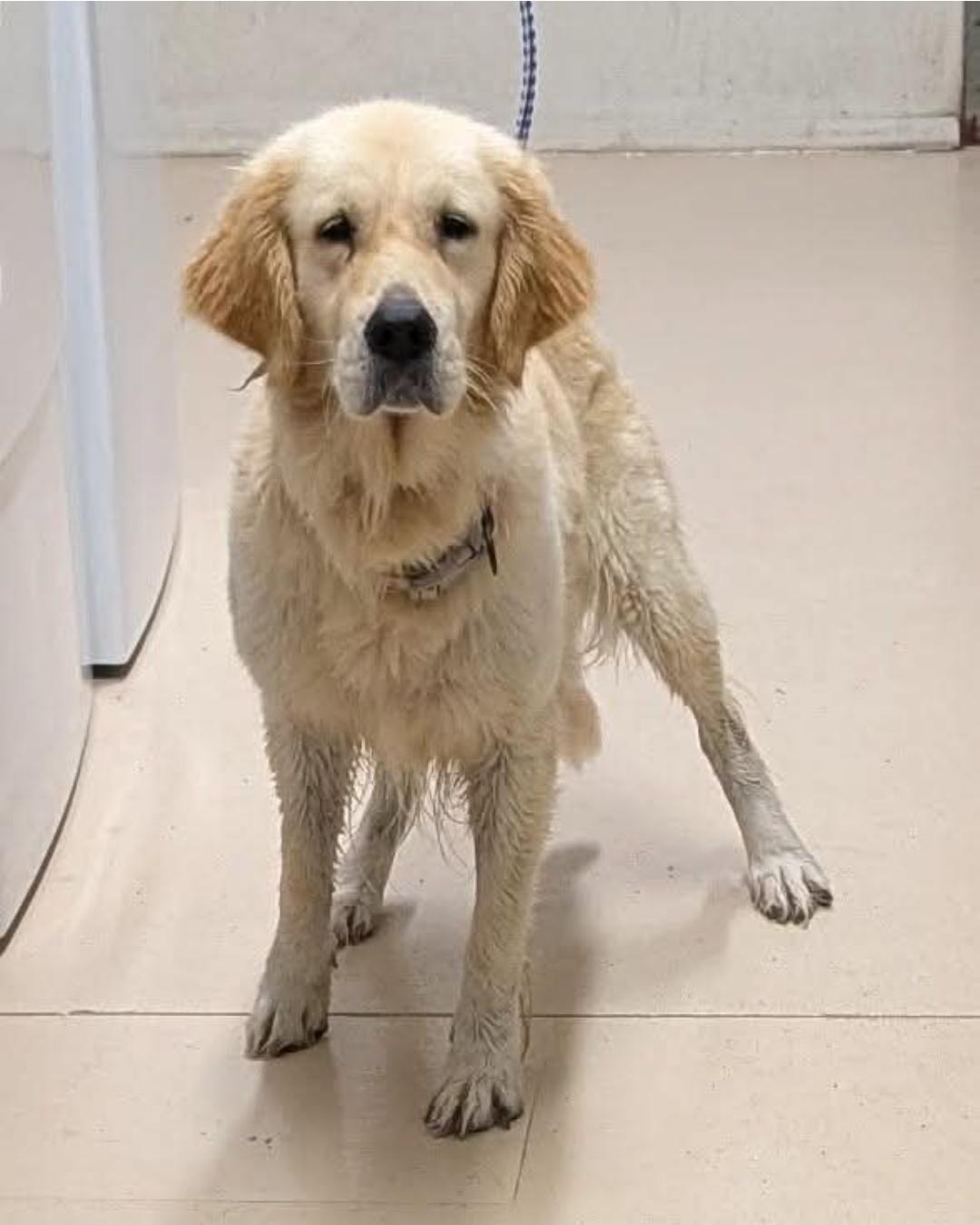 CYDER, Adopted, Adult Female Golden Retriever.