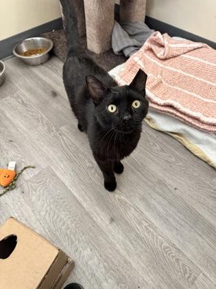 Jett, Adoptable, Adult Male Domestic Short Hair & Domestic Short Hair.