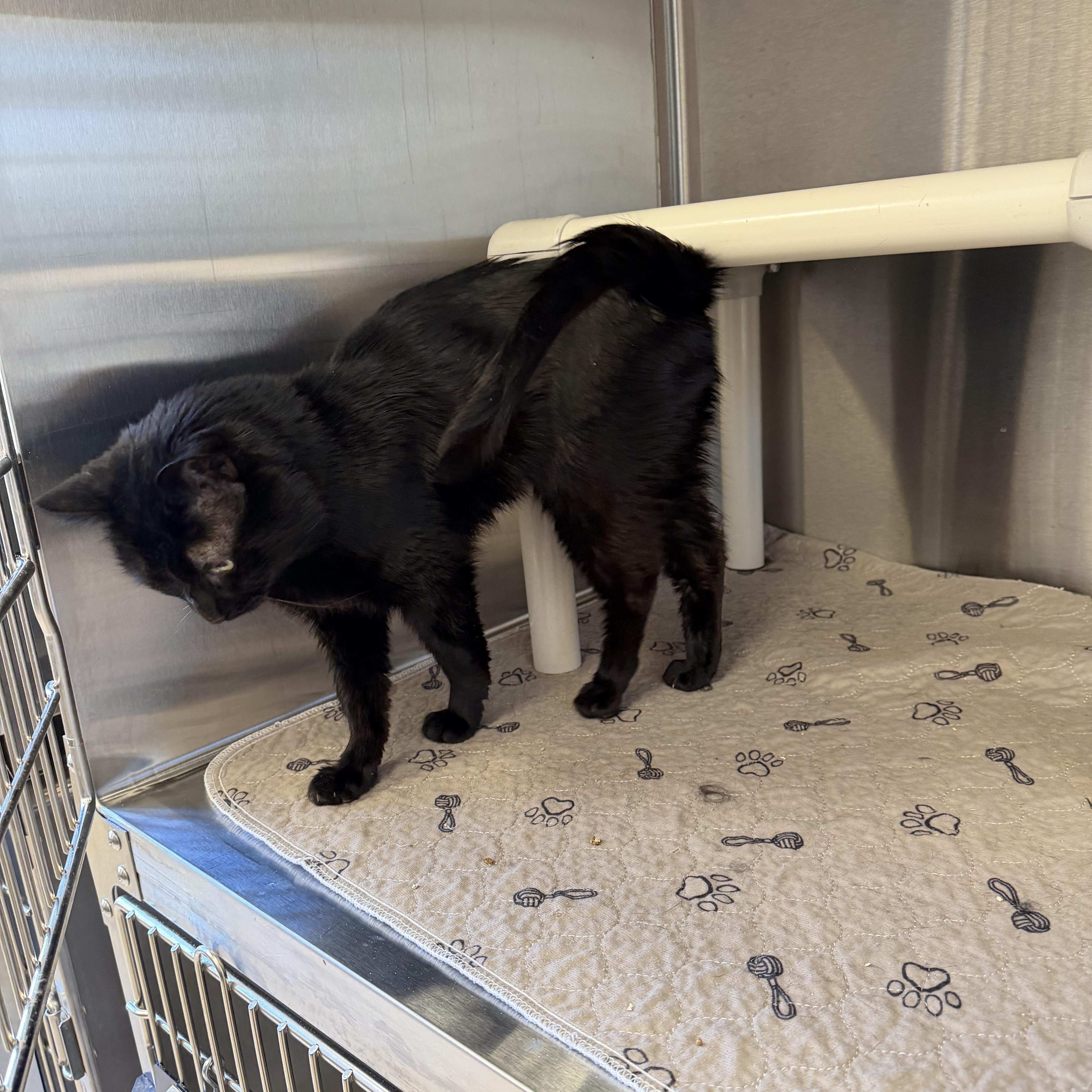 Enlarge Desmond , an adopted Domestic Short Hair in North Providence, RI image 2/4