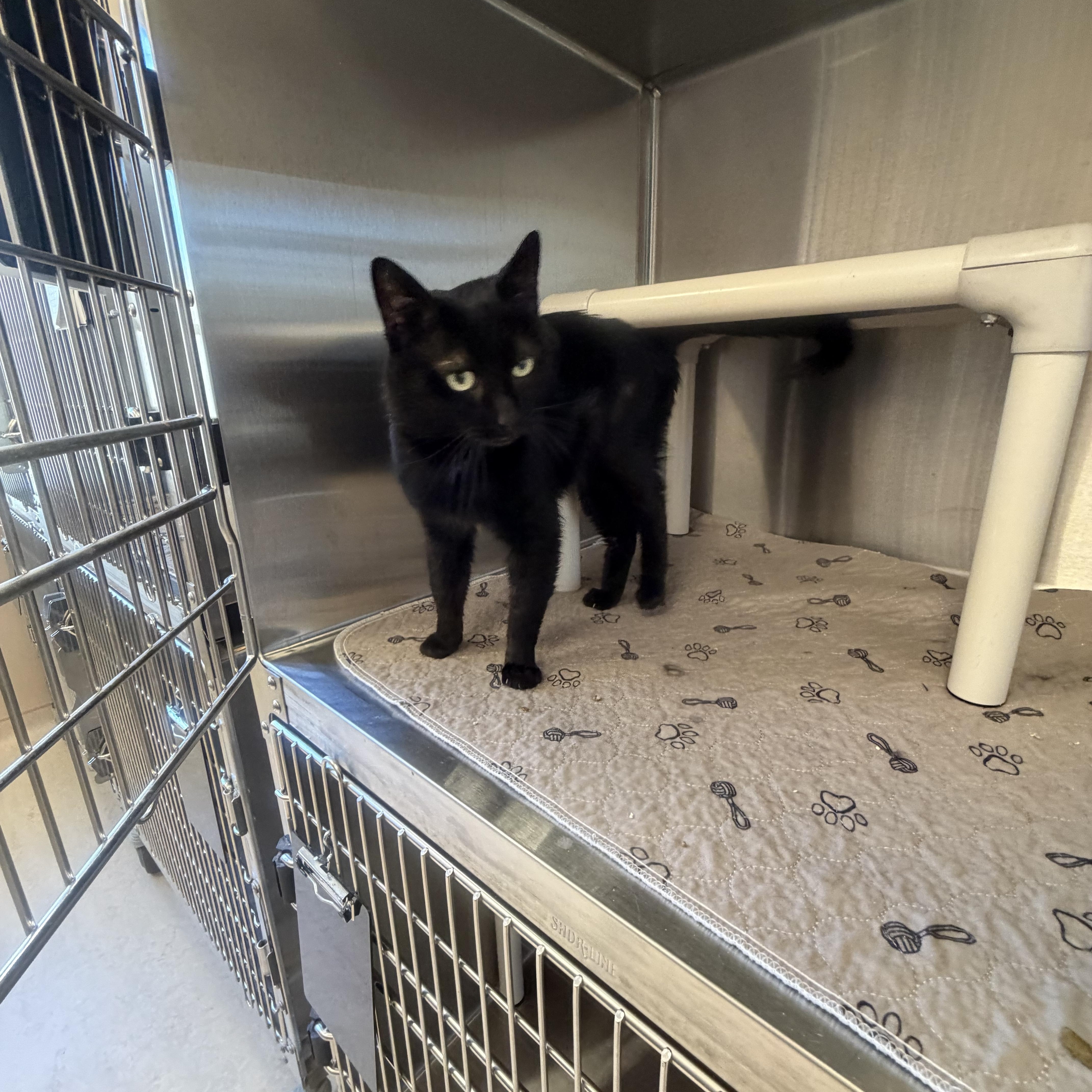 Enlarge Desmond , an adopted Domestic Short Hair in North Providence, RI image 4/4