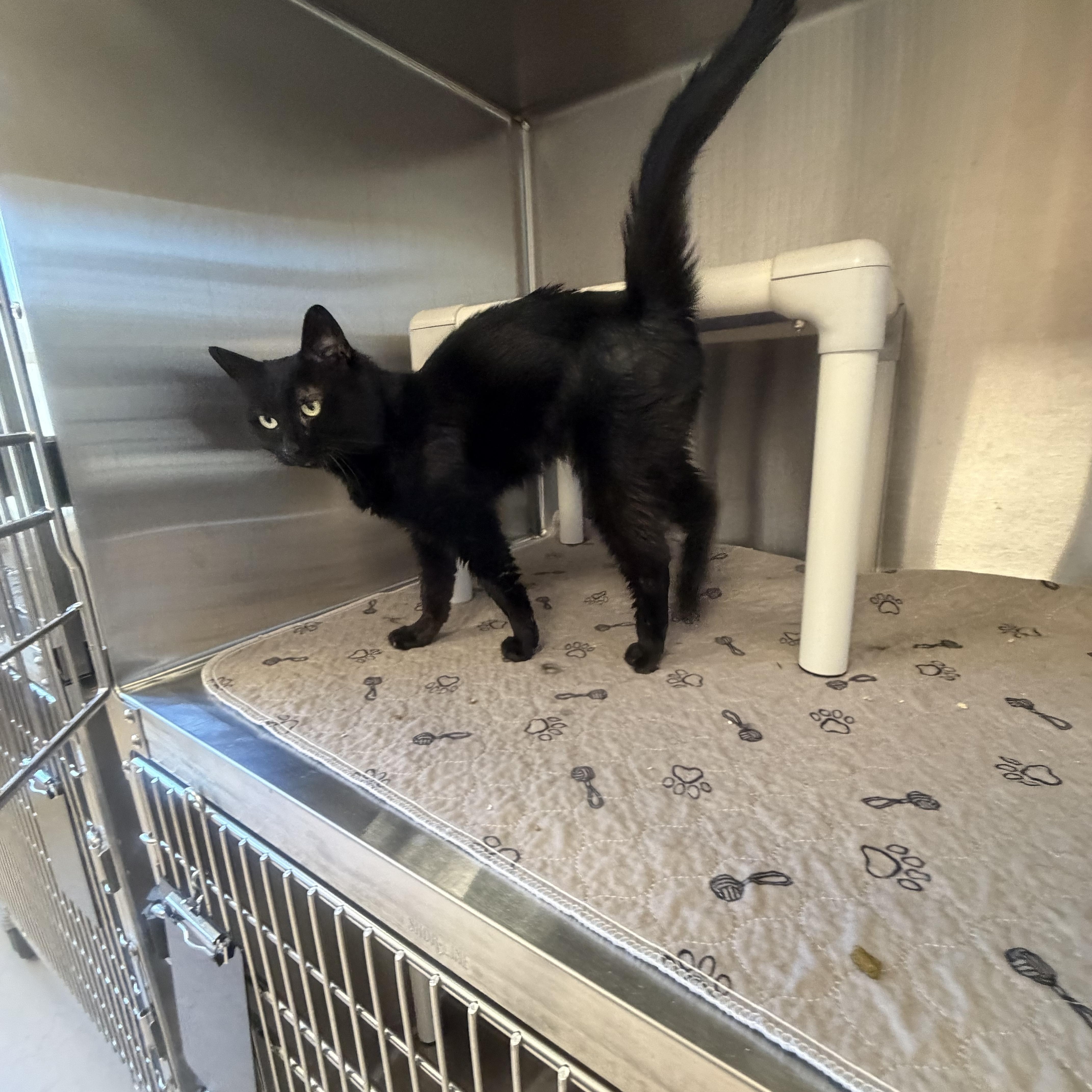 Enlarge Desmond , an adopted Domestic Short Hair in North Providence, RI image 3/4