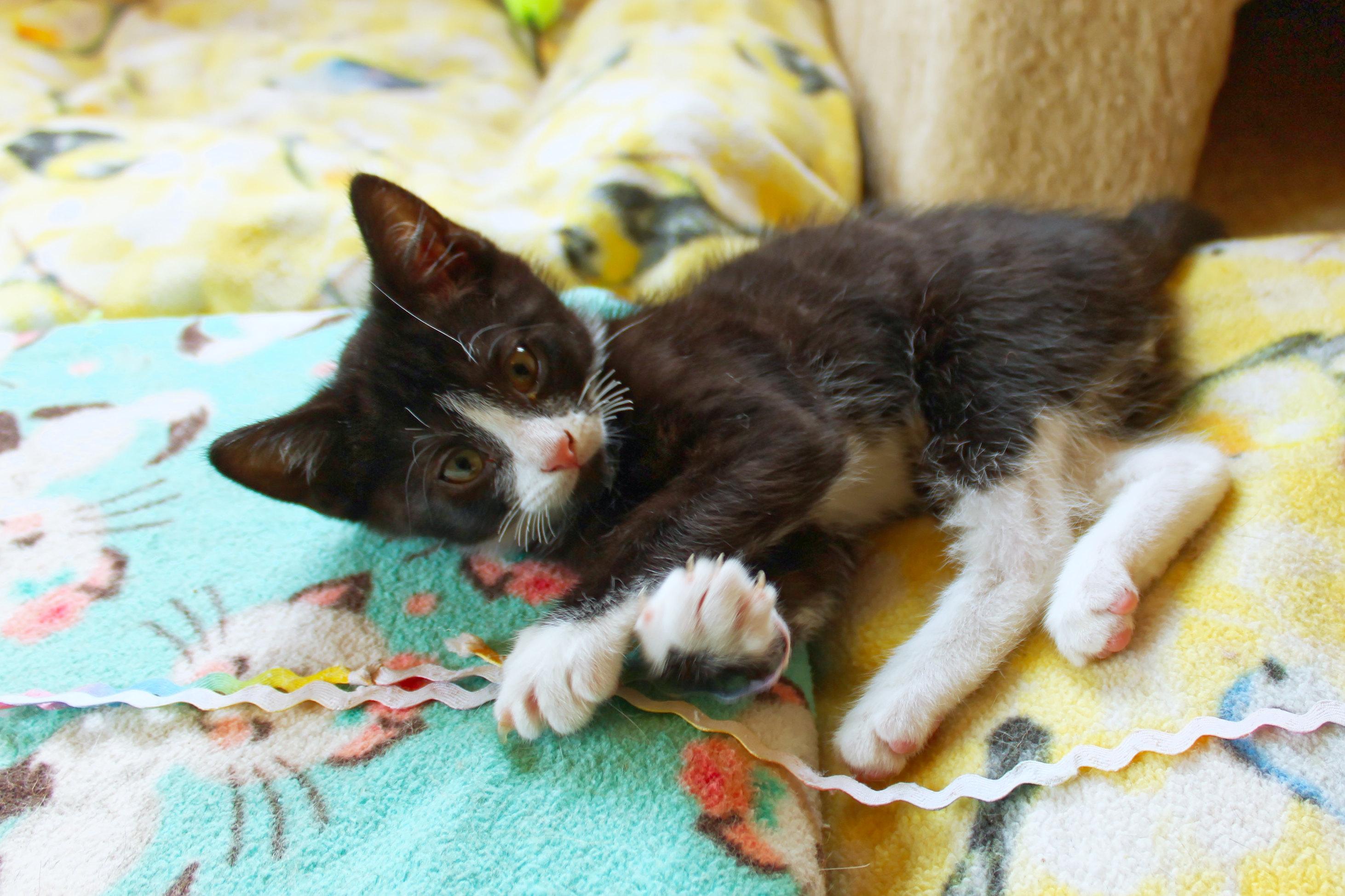 Enlarge River, a Adoptable Domestic Short Hair in Urbana, OH image 6/6